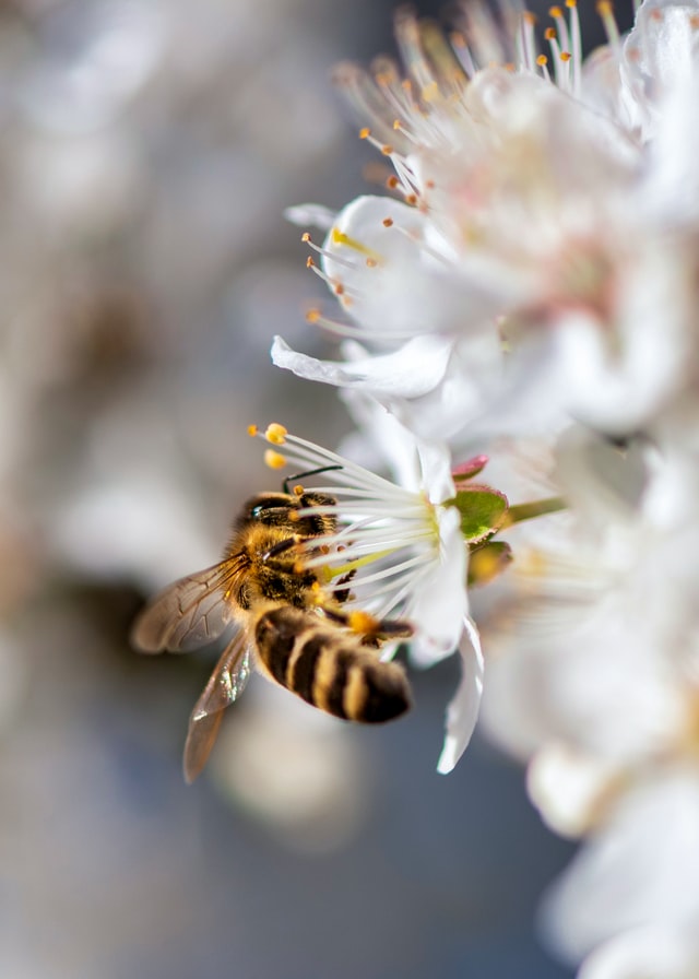 You are currently viewing انواع العسل وفوائده – تعرف على انواع العسل المختلفة  وفوائدها الصحية