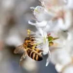 انواع العسل وفوائده – تعرف على انواع العسل المختلفة  وفوائدها الصحية