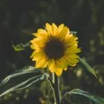 نقص فيتامين ” د “- تعرف على اعراض ومخاطر  نقص فيتامين D وطرق الوقاية